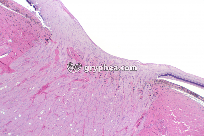 Point aveugle rétine (Cheval) x6 - gryphea.org